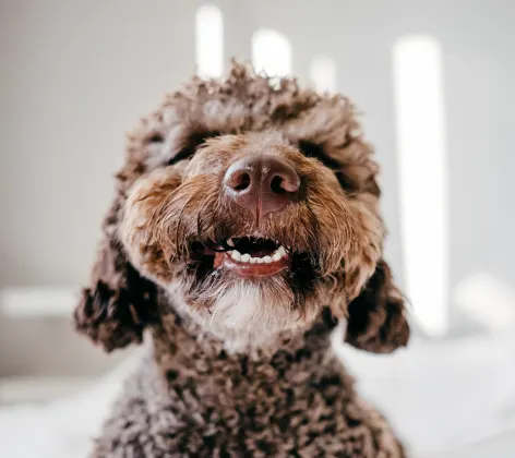 Dog smiling with teeth out 